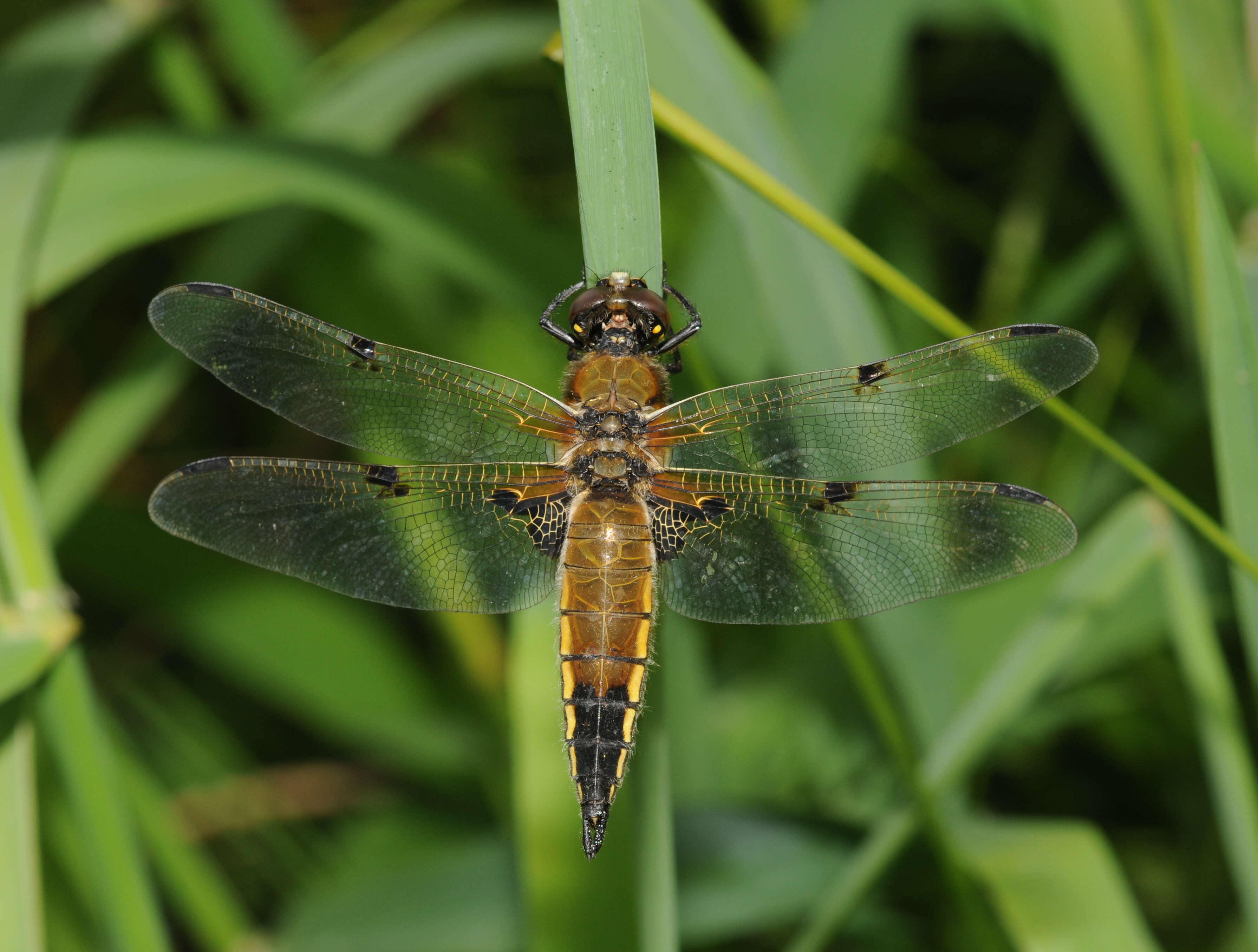 Image of Four-spotted Chaser