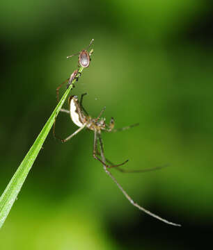 Image of Ixodes ricinus (Linnaeus 1758)