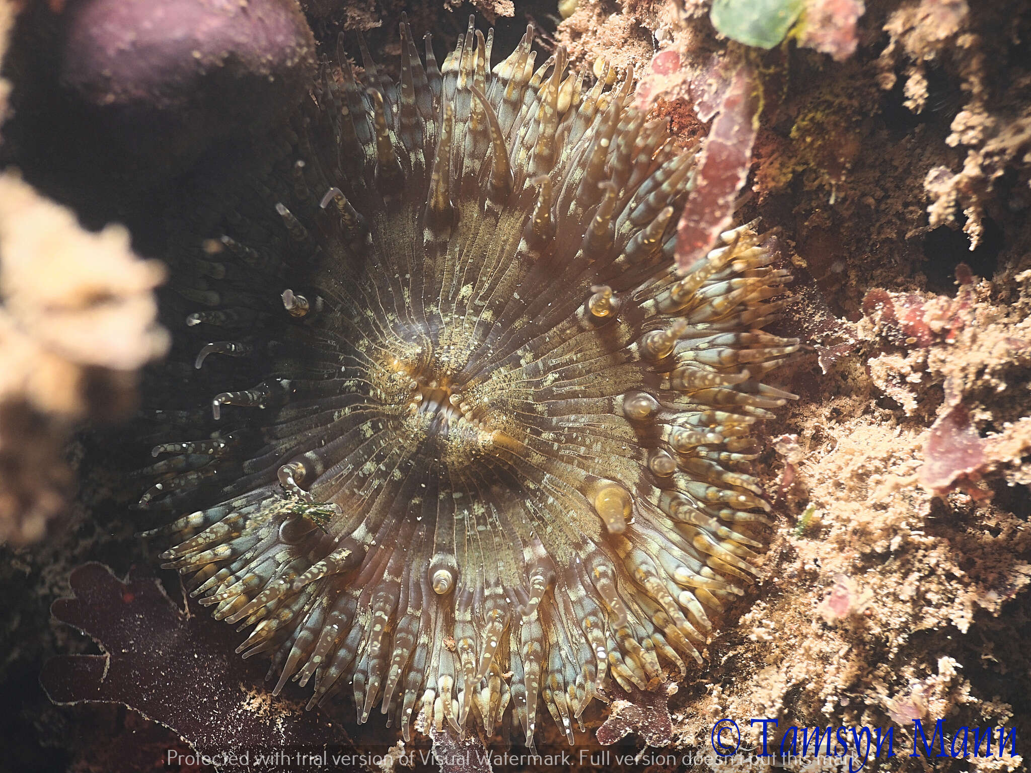 Image of daisy anemone