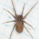 Image of Barn Funnel Weaver