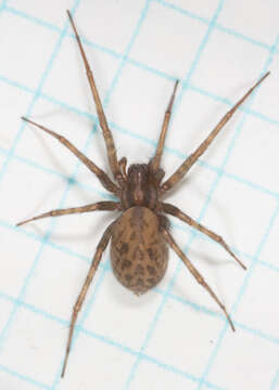 Image of Barn Funnel Weaver