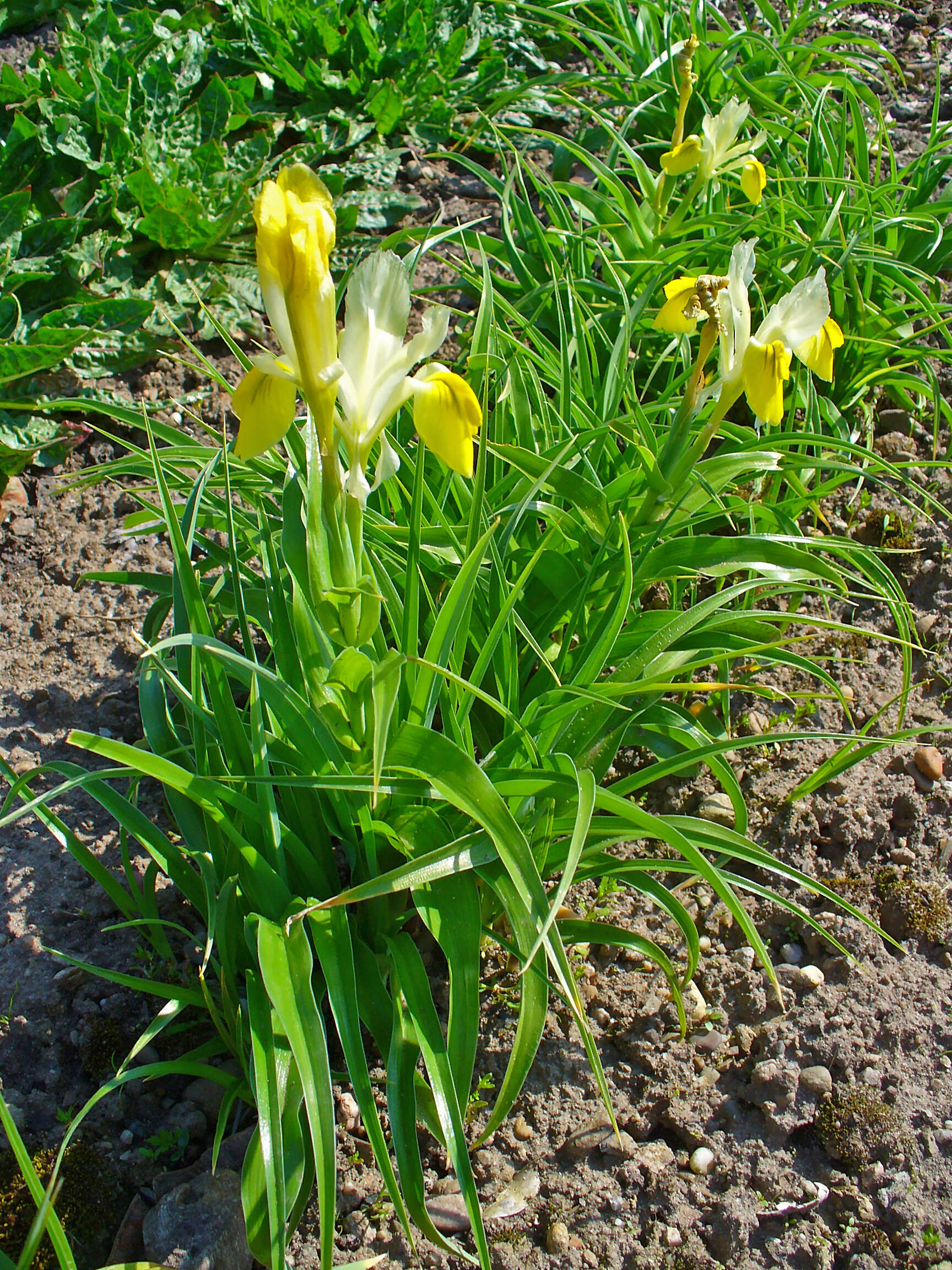 Image of Iris bucharica Foster