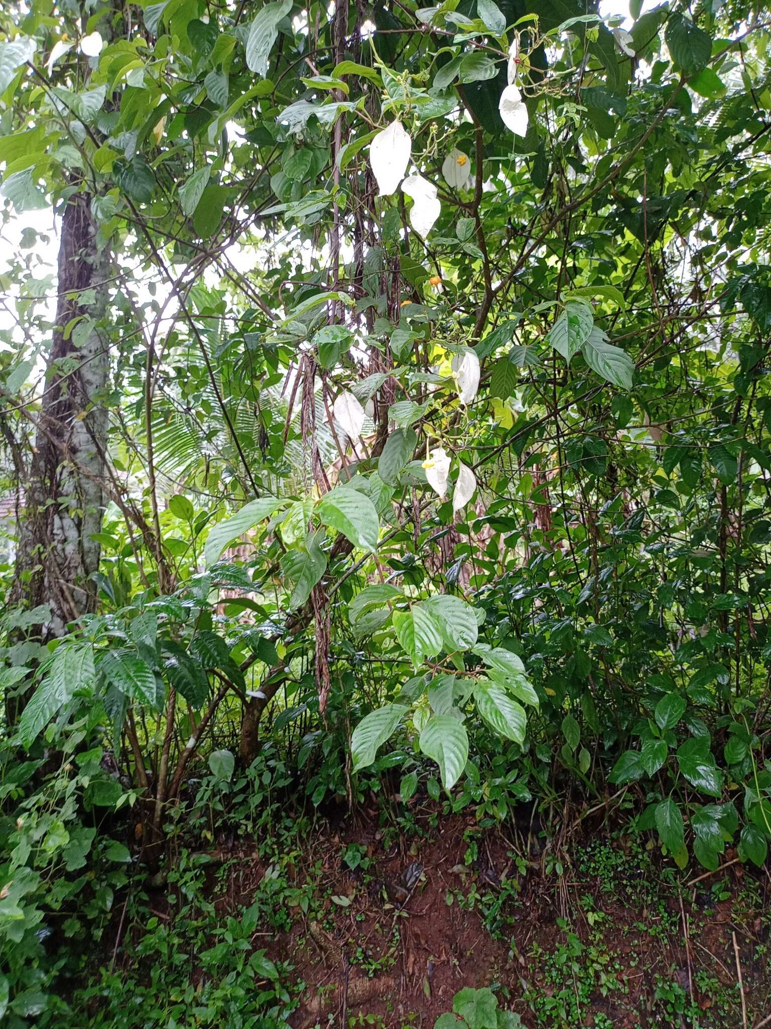 Image of Mussaenda glabrata (Hook. fil.) Hutch. ex Gamble