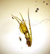 Image of pleuridium moss