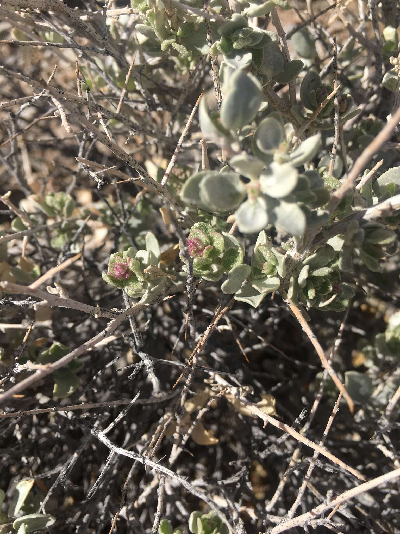 Слика од Atriplex confertifolia (Torr. & Frem.) S. Wats.