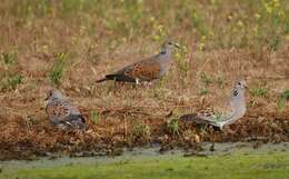 Image of turtle dove, european turtle dove