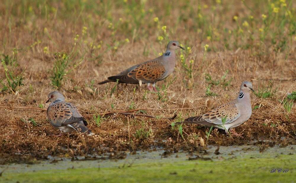 Image of turtle dove, european turtle dove