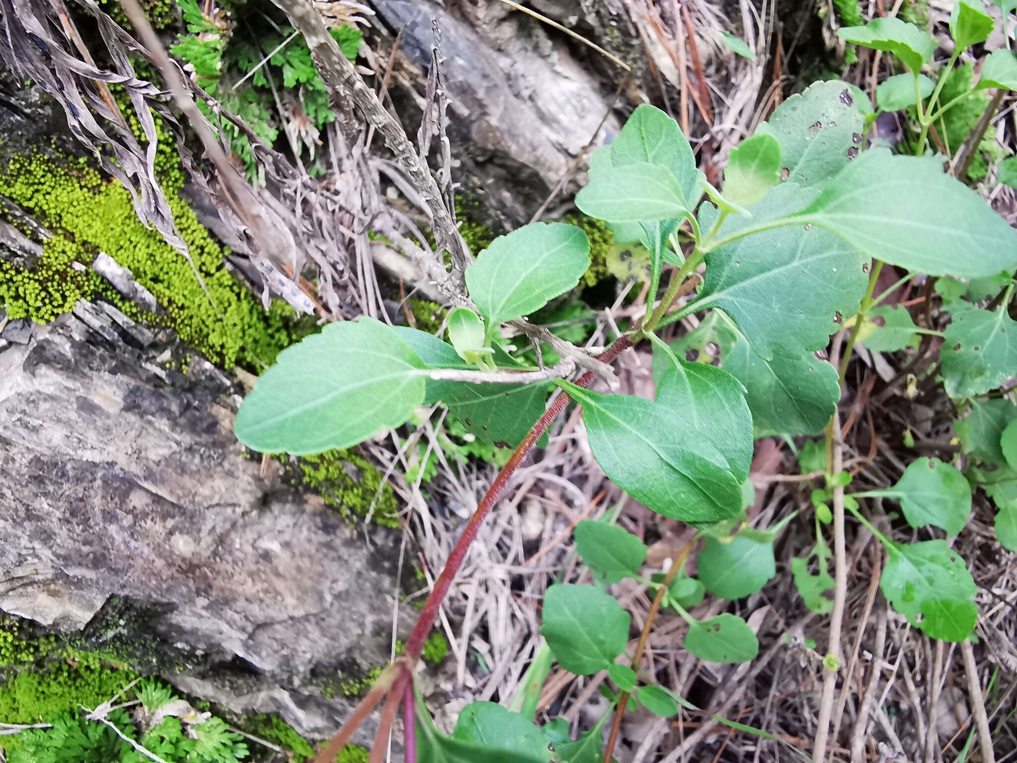 Image of Stevia berlandieri A. Gray & Rep. U. S. Mex. Bound.