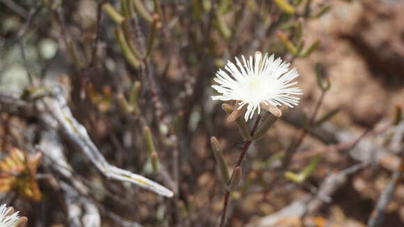 Imagem de Drosanthemum papillatum L. Bol.