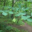 Image de arbre aux pistaches