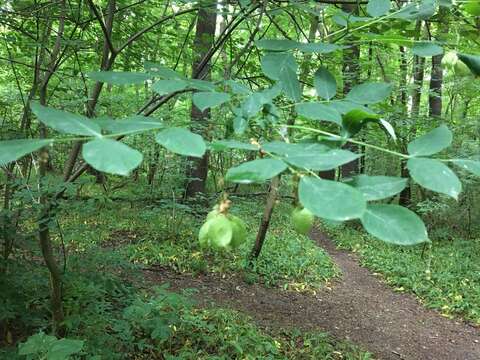 Image of Bladdernut