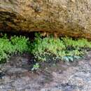 Image of Crassula strigosa L.