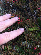 Imagem de Lepidothamnus laxifolius (Hook. fil.) Quinn