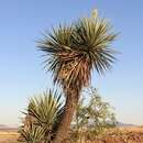 Image of Schott's yucca