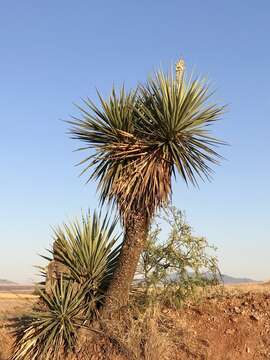 Image of Schott's yucca