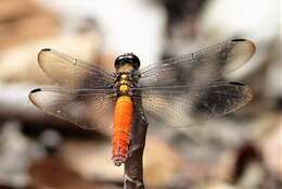 Image of Lyriothemis bivittata (Rambur 1842)