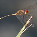 Image de Dythemis sterilis Hagen 1861