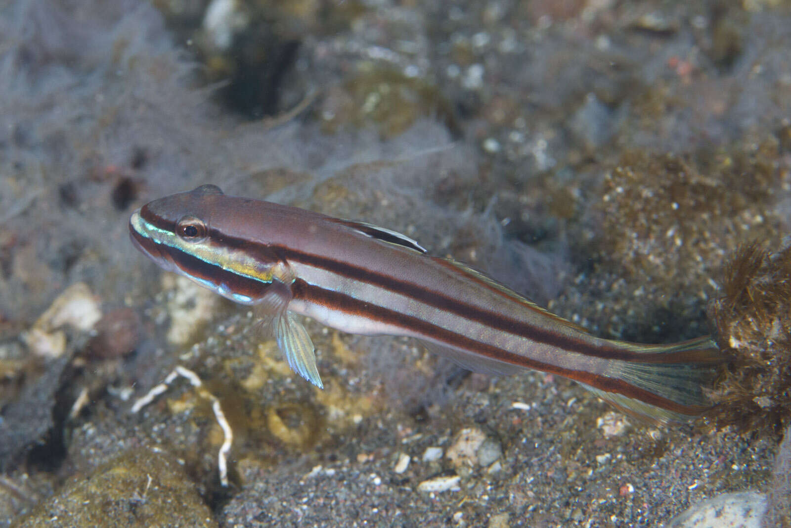 Image of Twostripe goby