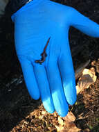 Image of Western Redback Salamander
