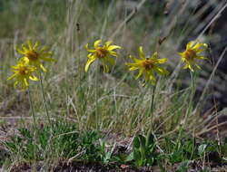 Image of Arnica griscomii Fern.