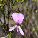 Image of Pelargonium crispum (Berg.) L'Her.