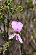 Image of Pelargonium crispum (Berg.) L'Her.