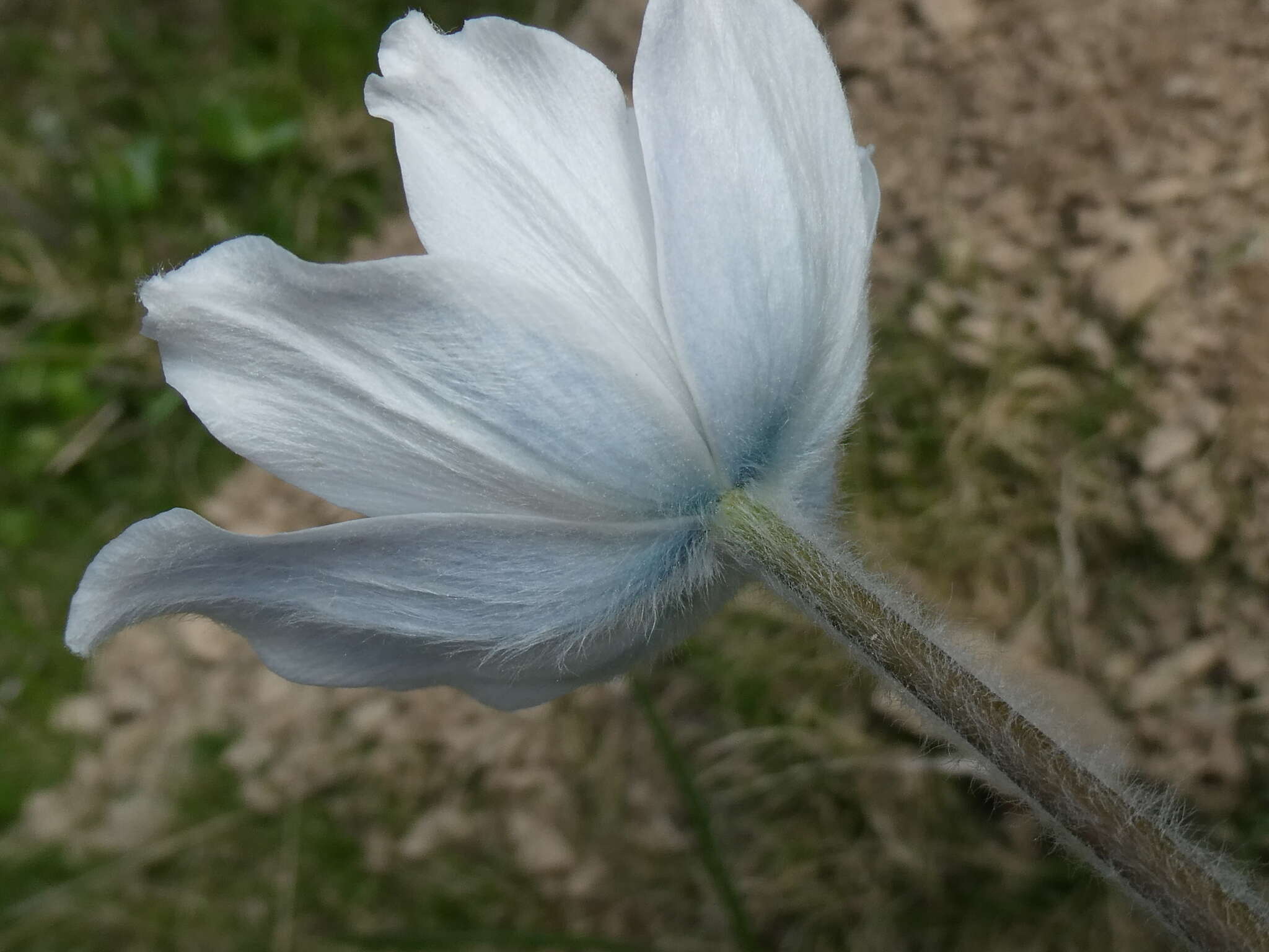 Image of Pulsatilla alpina subsp. font-queri Lainz & P. Monts.