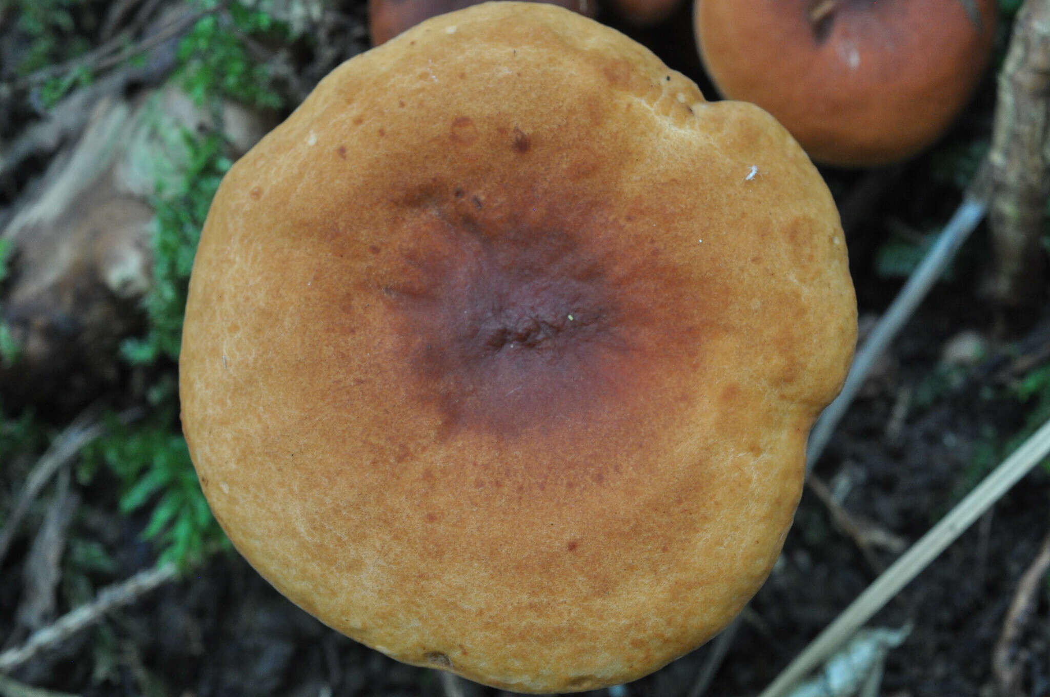 Imagem de Lactarius fulvissimus Romagn. 1954