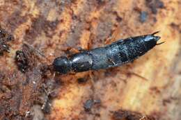 Image of Rove beetle