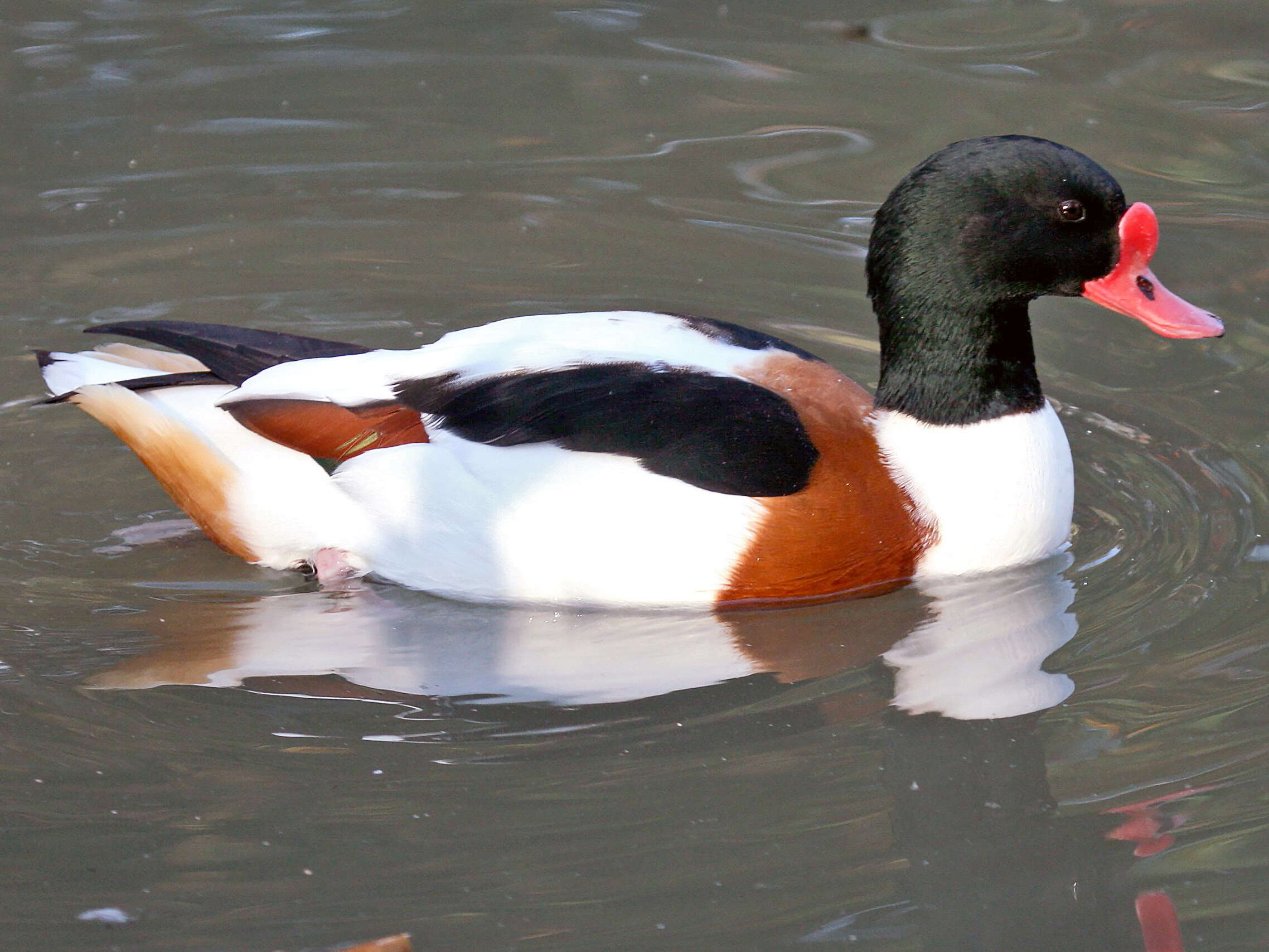 Image of shelduck, common shelduck