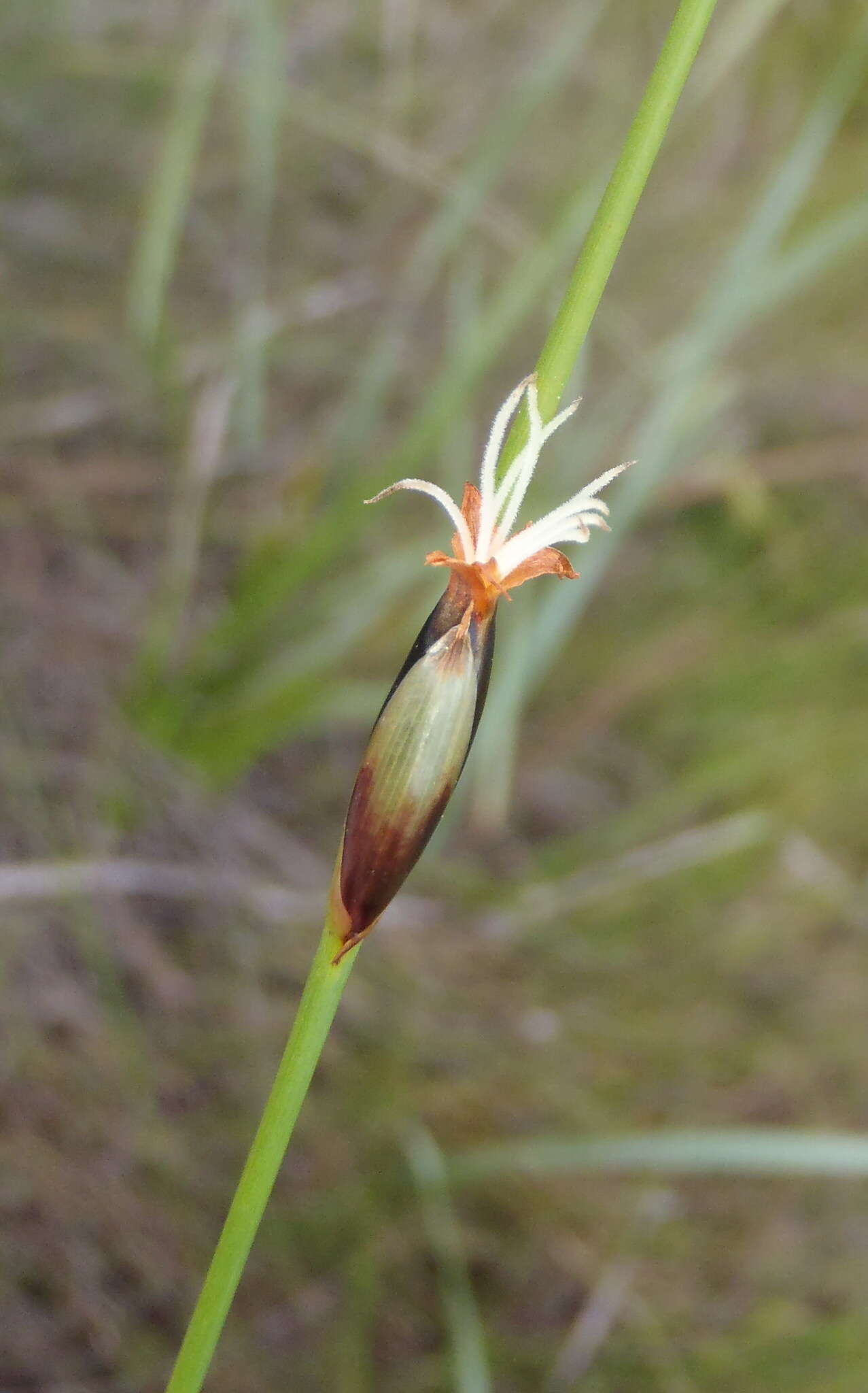 Image of Chrysitrix capensis var. capensis