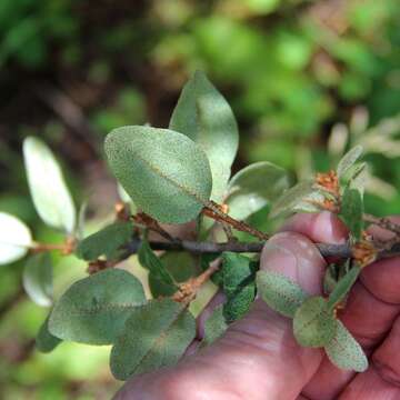 Слика од Shepherdia canadensis (L.) Nutt.