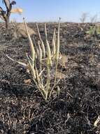 Image de Asclepias rosea Kunth