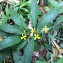 Sivun Barleria oenotheroides Dum.-Cours. kuva