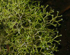 Image of Crystalwort