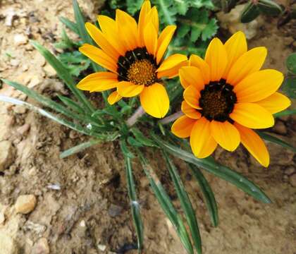 Image of Gazania ciliaris DC.