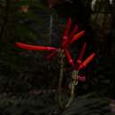 Image of Erythrina gibbosa Cufod.