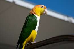 Image of Eastern White-bellied Parrot