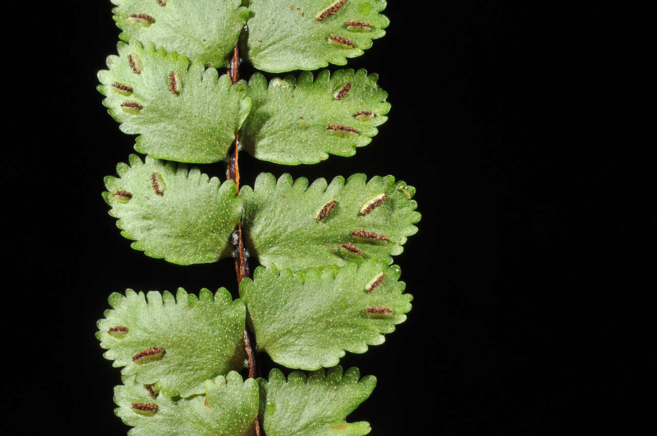 Image de Asplenium tripteropus Nakai