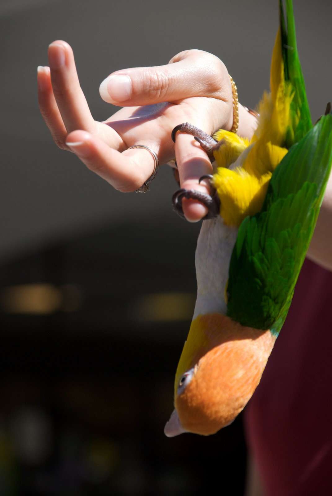 Image of Eastern White-bellied Parrot