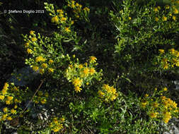 Image of Strong-smelling Inula