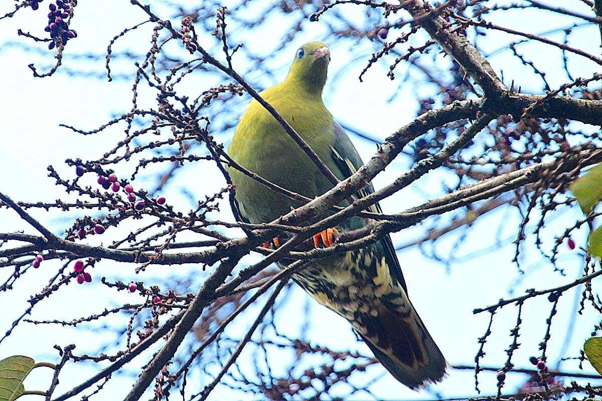 صورة Treron australis (Linnaeus 1771)