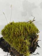 Image of Whip Broom Moss