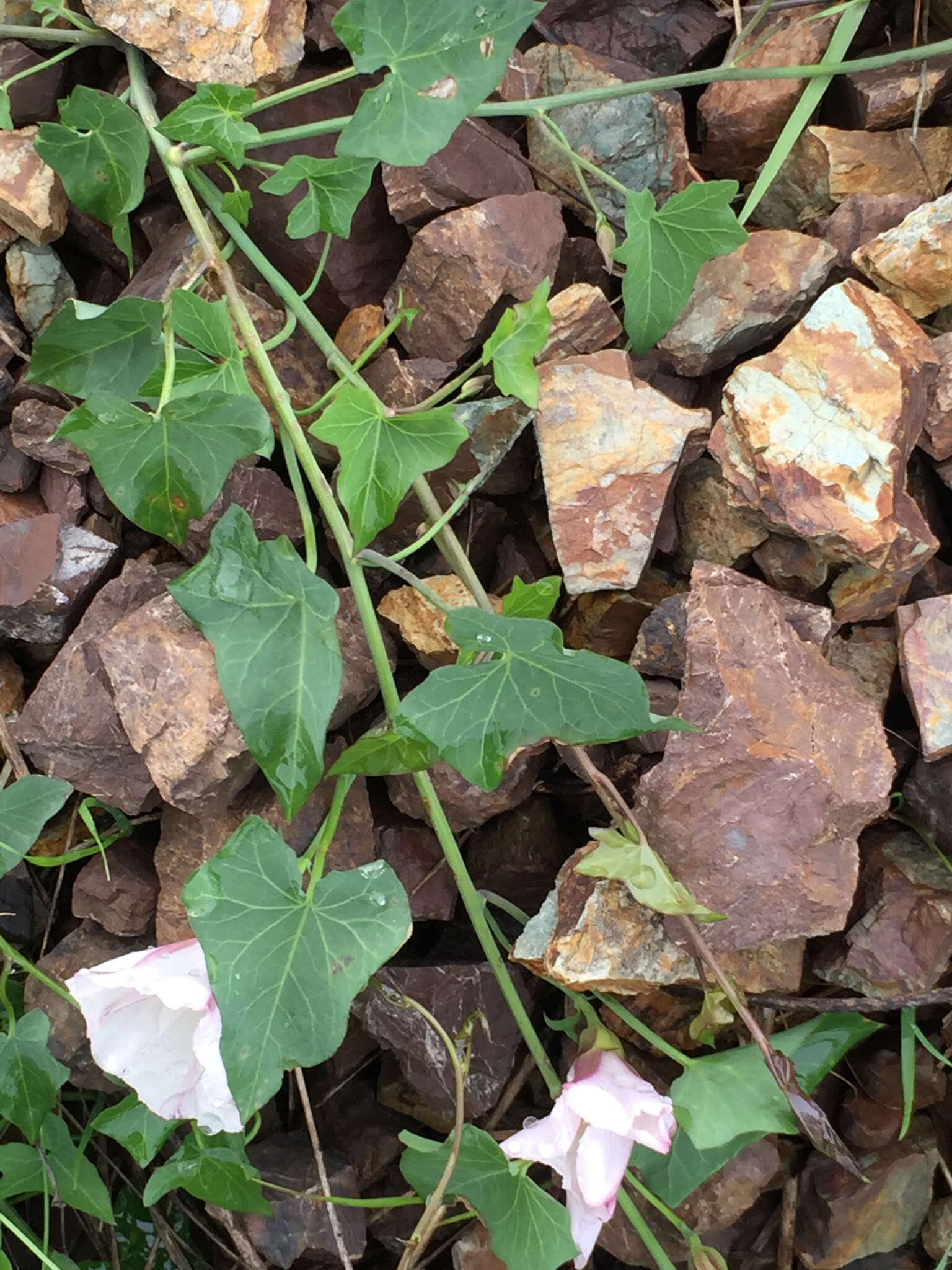 Image of Pacific false bindweed