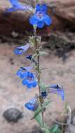 Image of low beardtongue