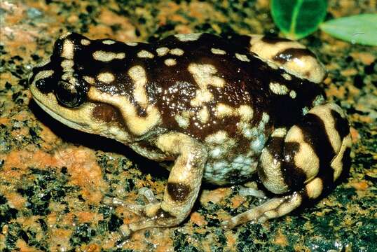 Image of Mountain Climbing Frog