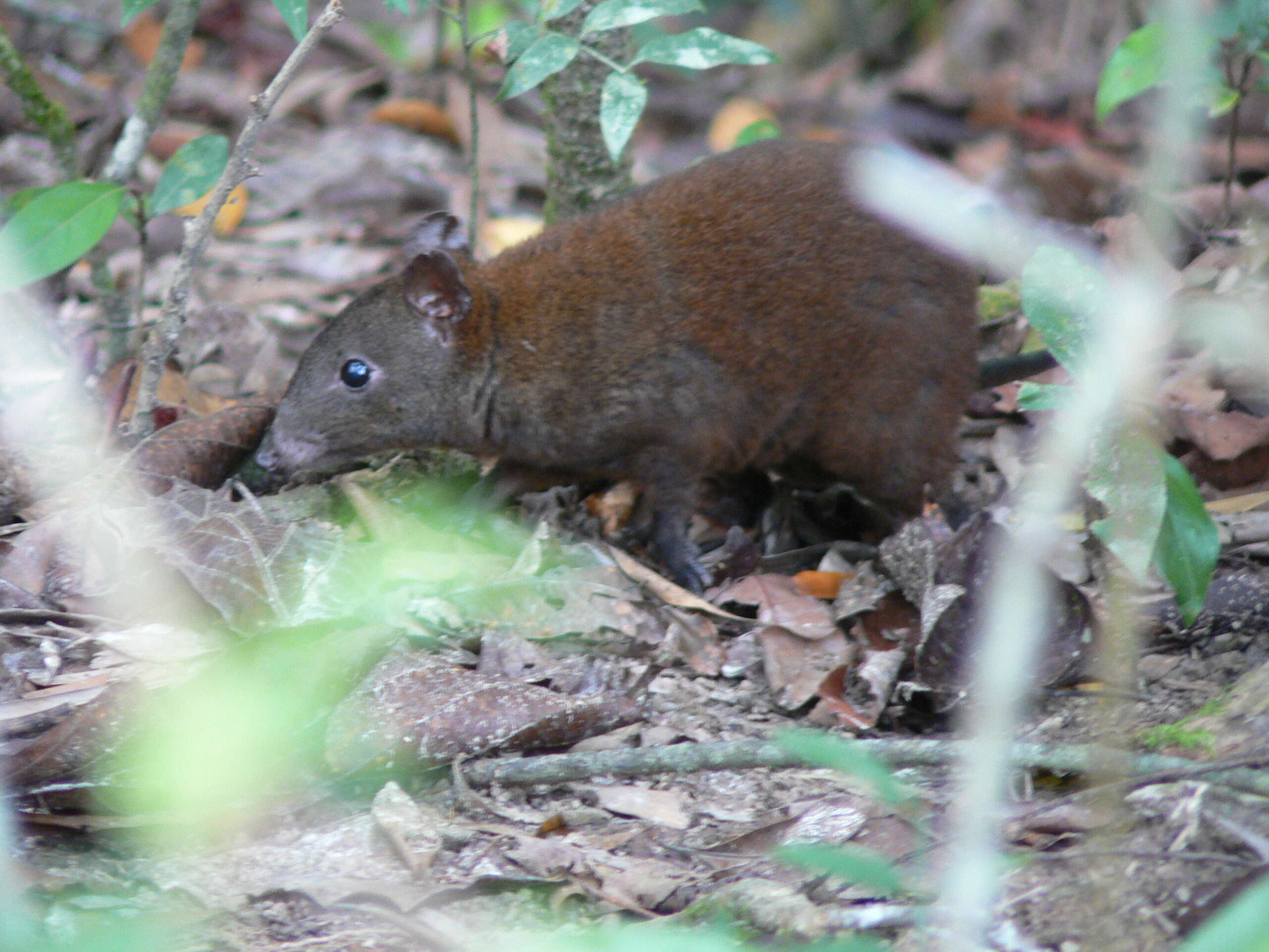 Image of Hypsiprymnodontidae