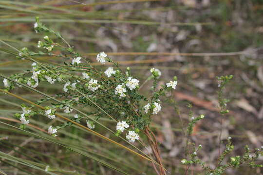 Image of Pimelea flava subsp. dichotoma (Schldl.) Threlfall