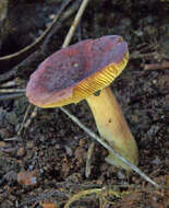 Image of Russula purpureoflava Cleland 1927