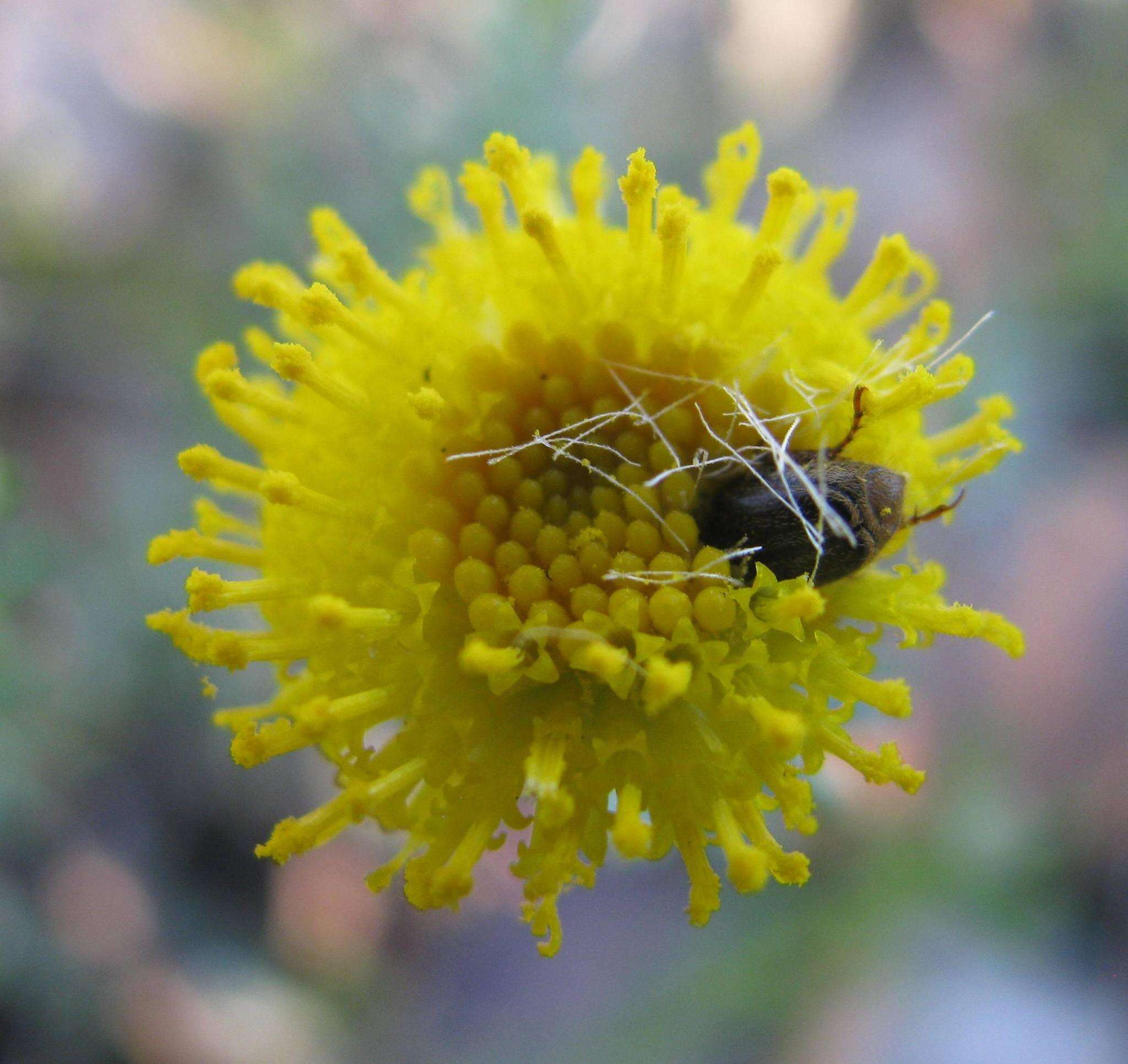 Слика од Chrysocoma tridentata DC.